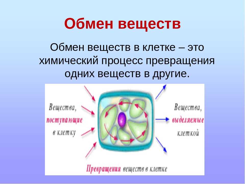 Каково значение цитоплазмы структуры в жизнедеятельности клетки. Строение клетки обмен веществ. Метаболизм клетки.