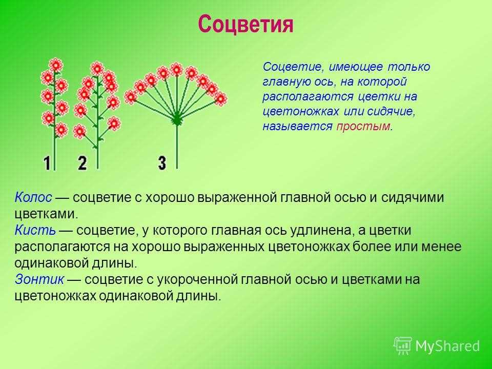 4. Защита семян