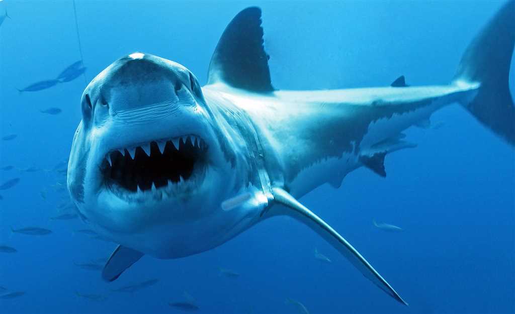 Виды акул в Средиземном море