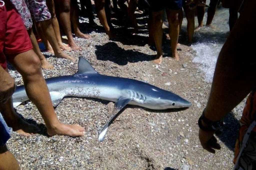 Опасность или миф наличия акул в Средиземном море