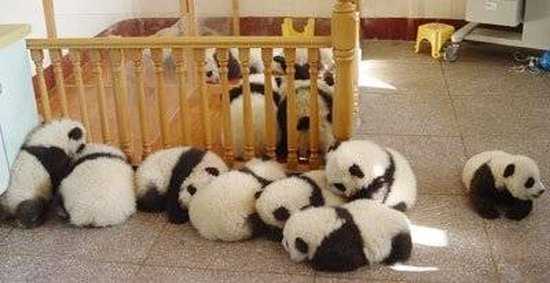Роль хвоста в выживании панды