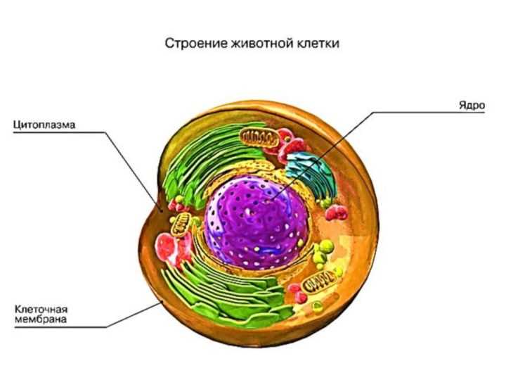 Причины отсутствия ядра в некоторых животных клетках