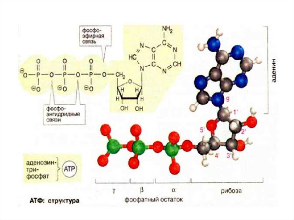Структура молекулы АТФ
