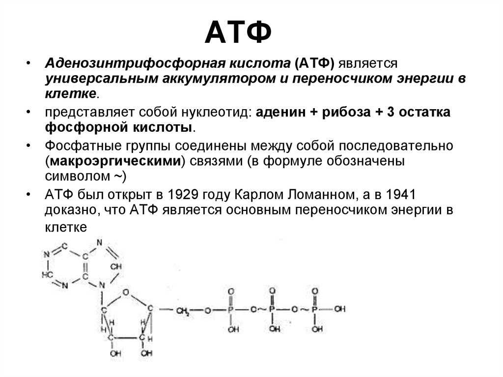Роль фосфатных групп в структуре молекулы АТФ