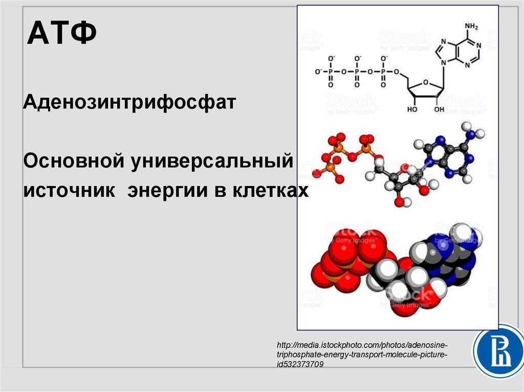 Роль азотистых оснований в молекуле АТФ