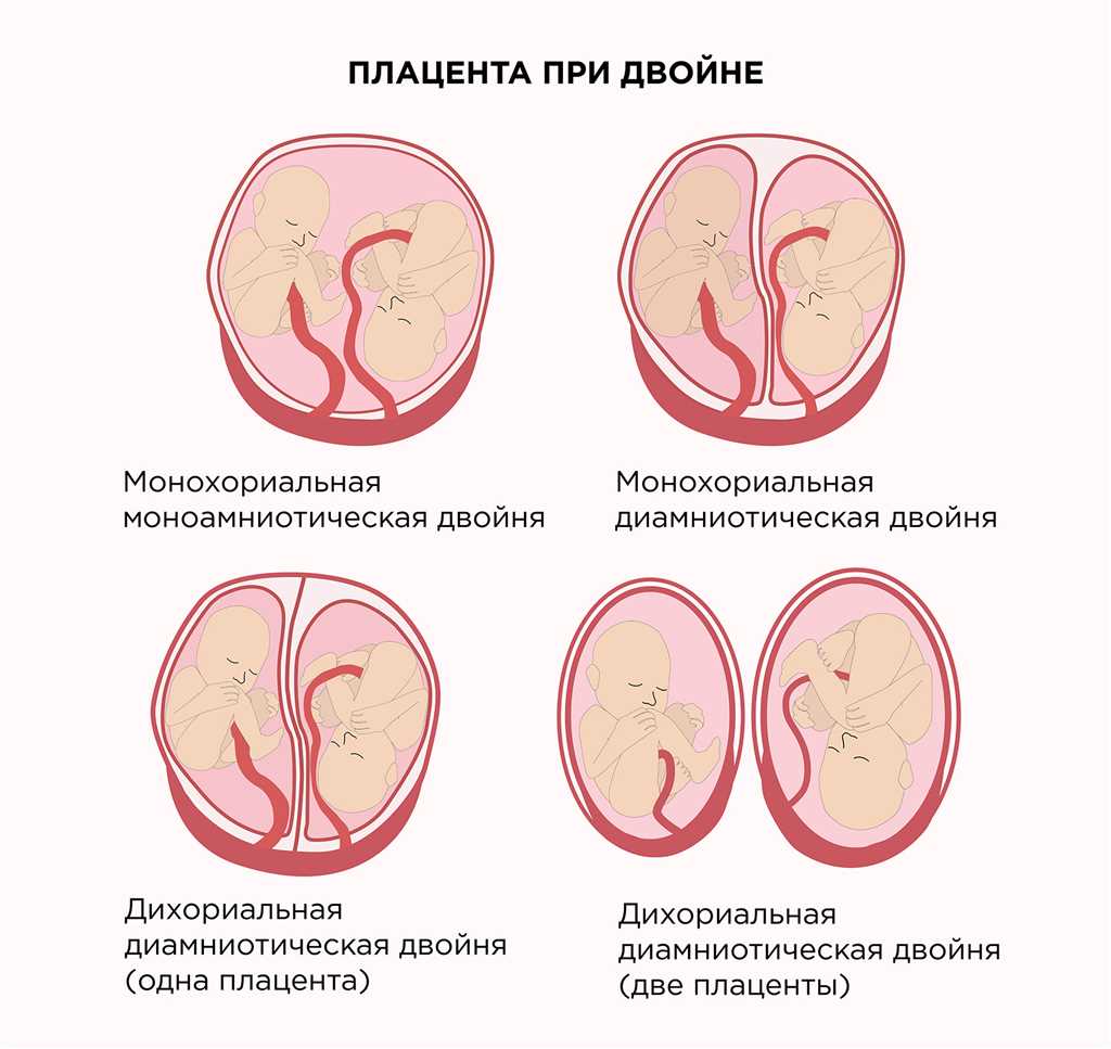 Постепенное проникновение трофобласта в эндометрий