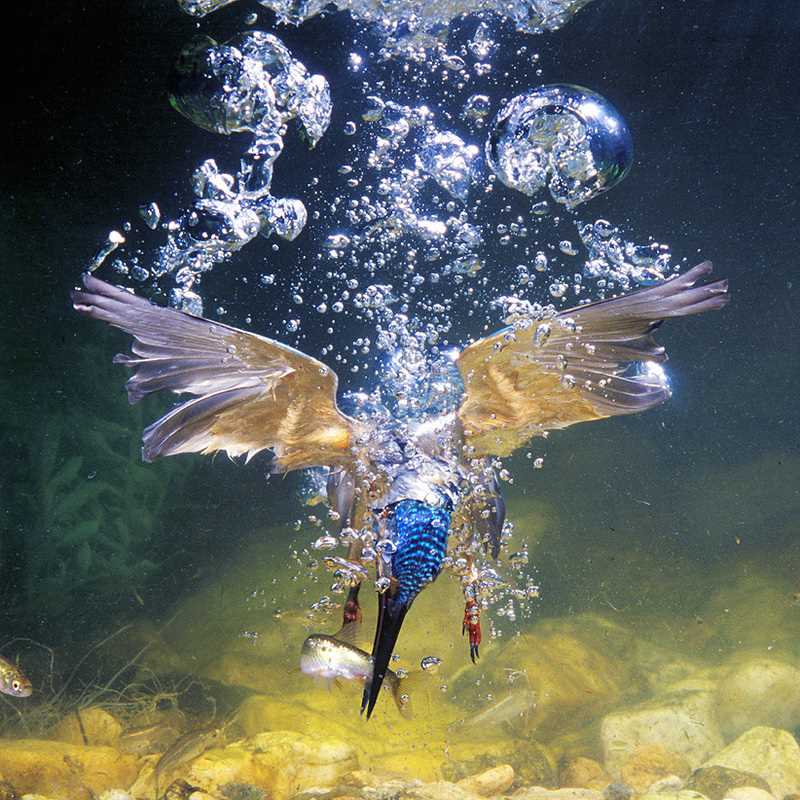 Утка плавает под водой