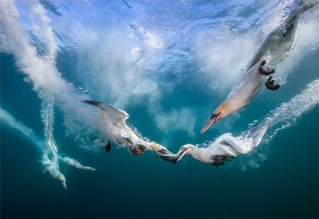 Пеликаны питаются под водой