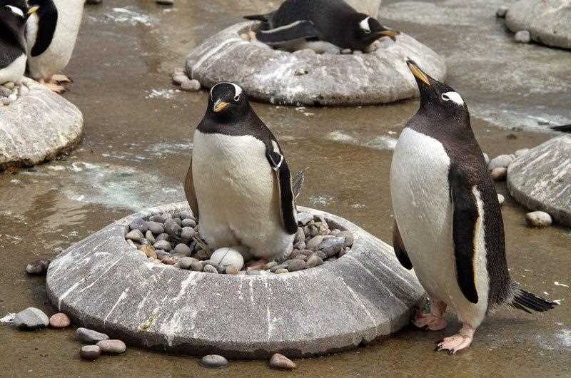 Краткая таблица длительности высиживания у некоторых видов пингвинов: