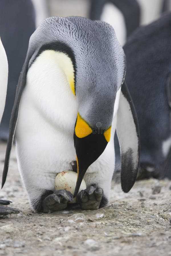 Процесс высиживания у пингвинов