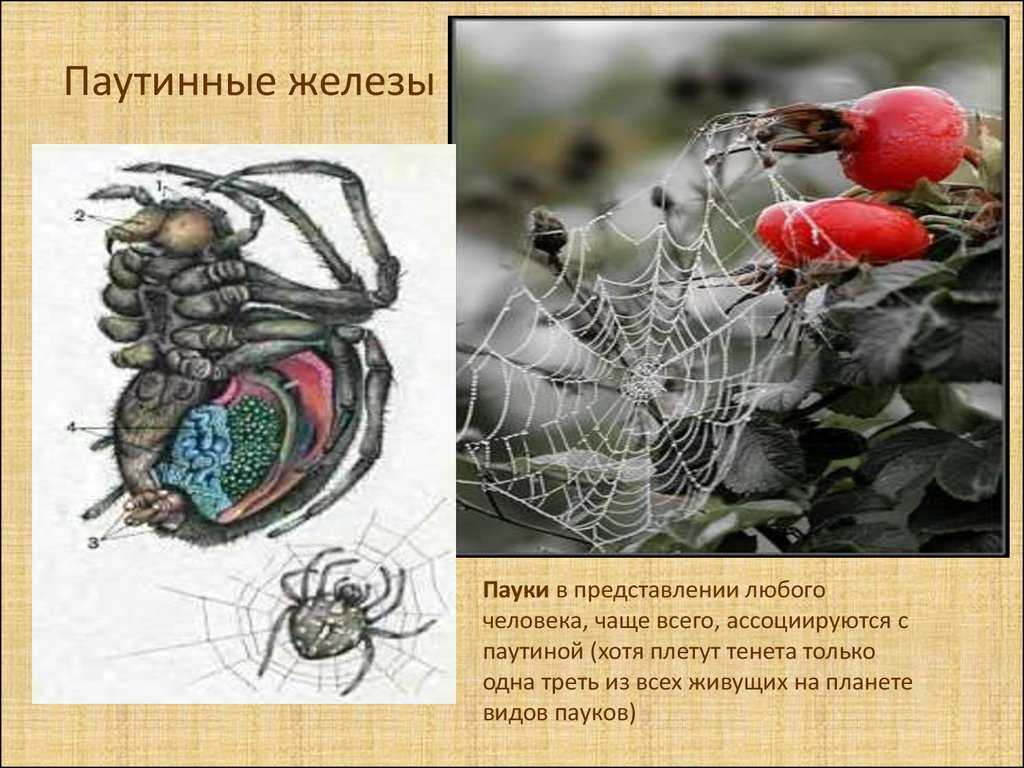 Эволюция выработки паутины у пауков