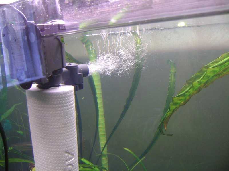 Регулярно чистите фильтр аквариума