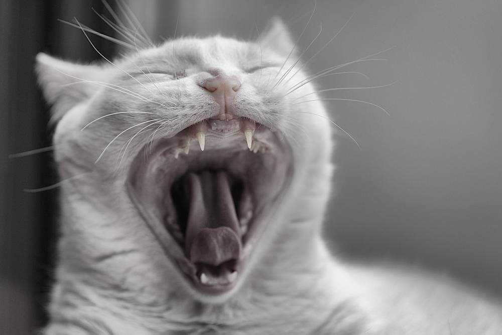 Слюнотечение у котов из-за стресса