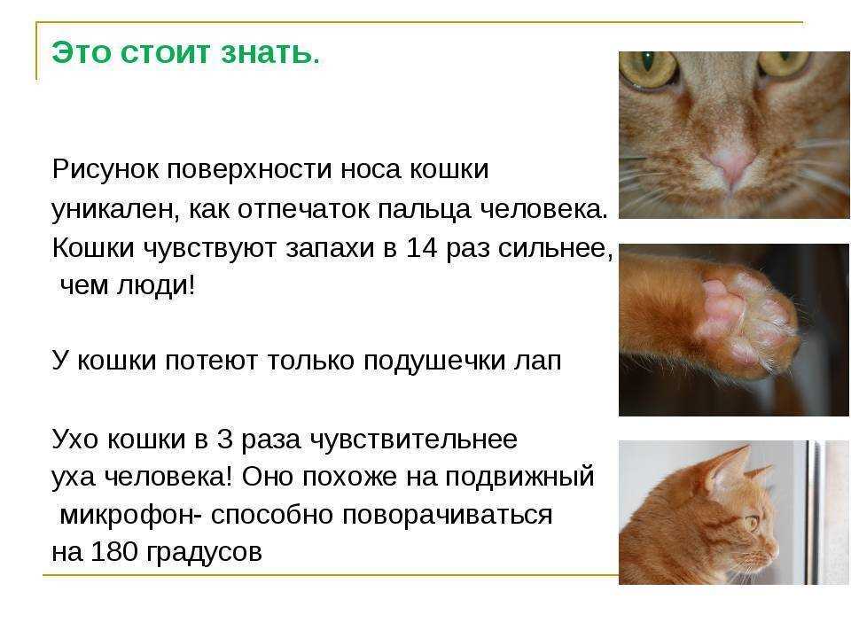 Обильное слюновыделение у котов из-за здоровья