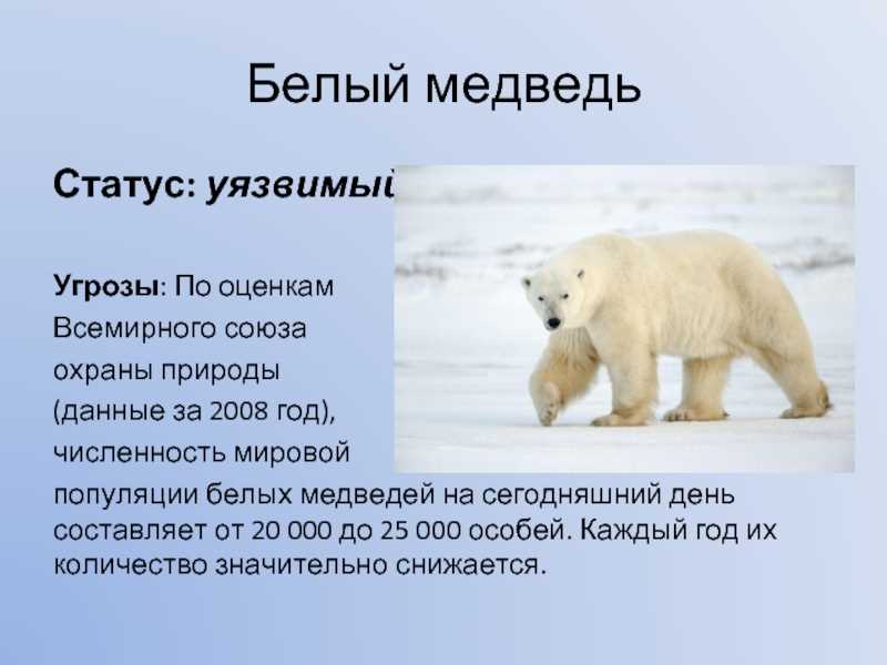 Белые медведи результаты. Численность белых медведей. Исчезающие животные белый медведь. Причины вымирания белых медведей. Причина вымериние белых медведей.