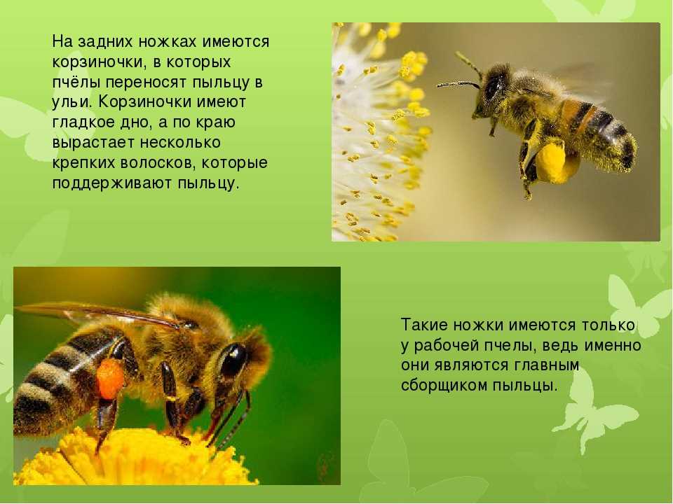 Польза меда для пчел