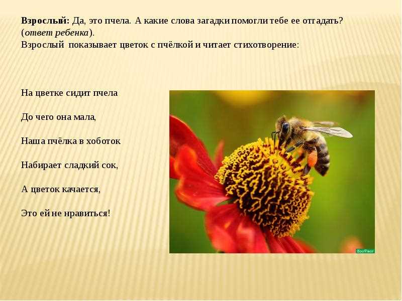 Питание пчел