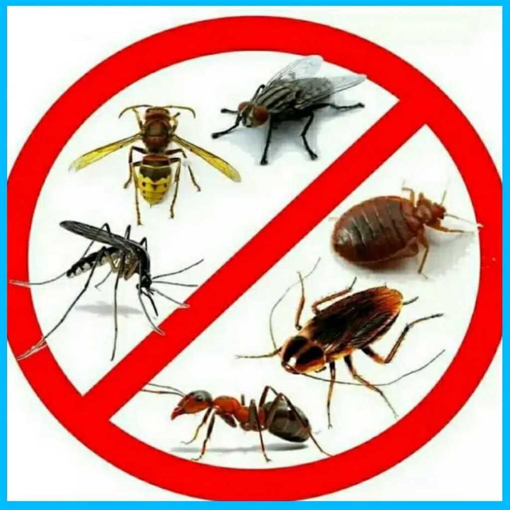 Опасность насекомых и грызунов