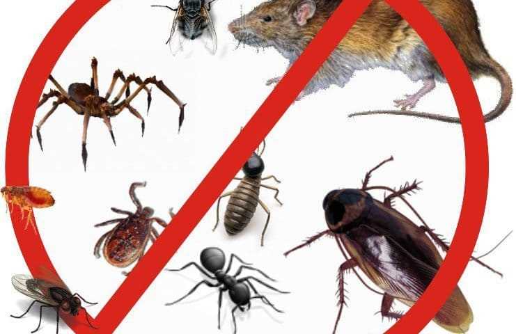 Роль мух в передаче болезней
